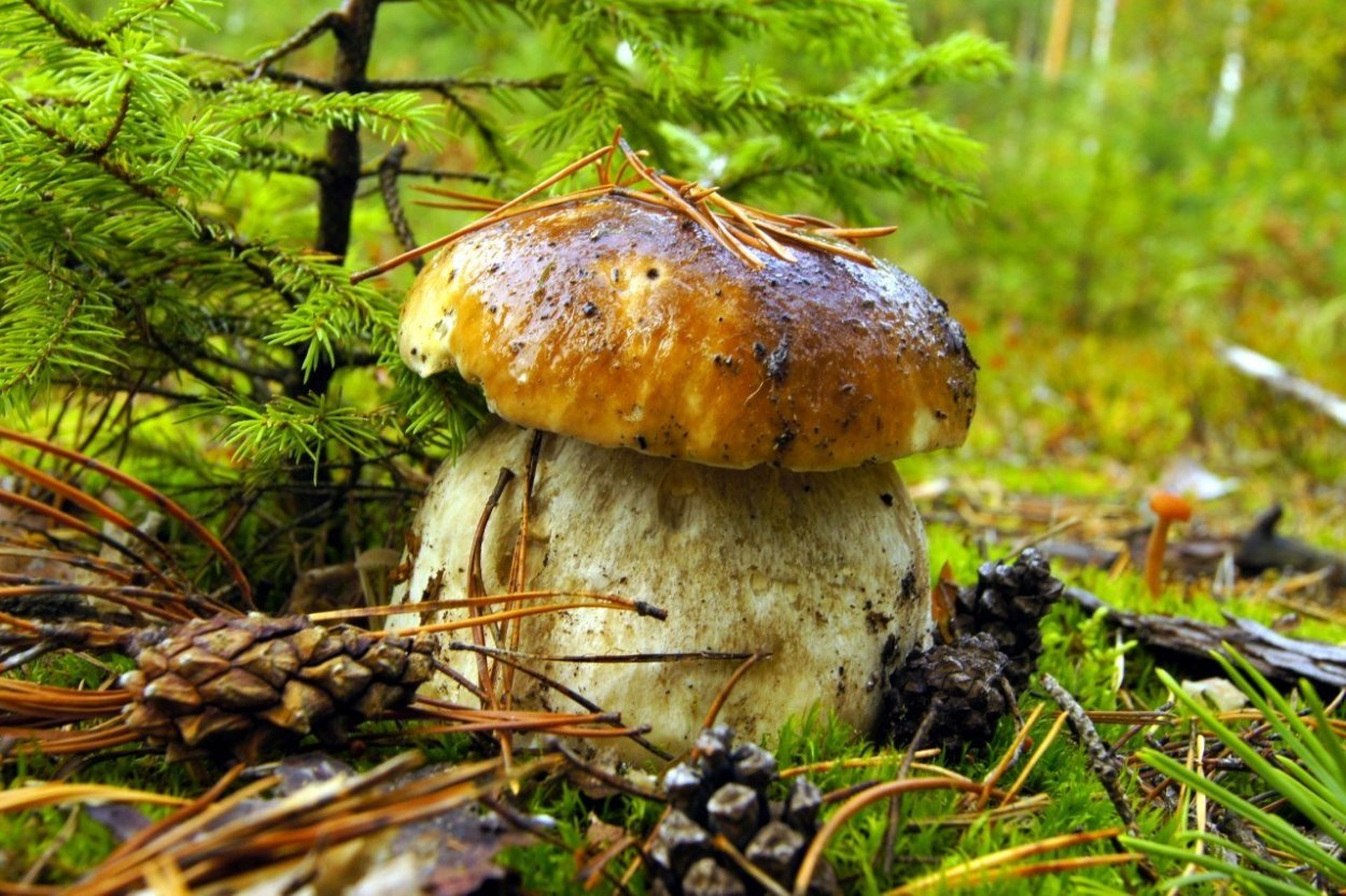 Природа лес грибы