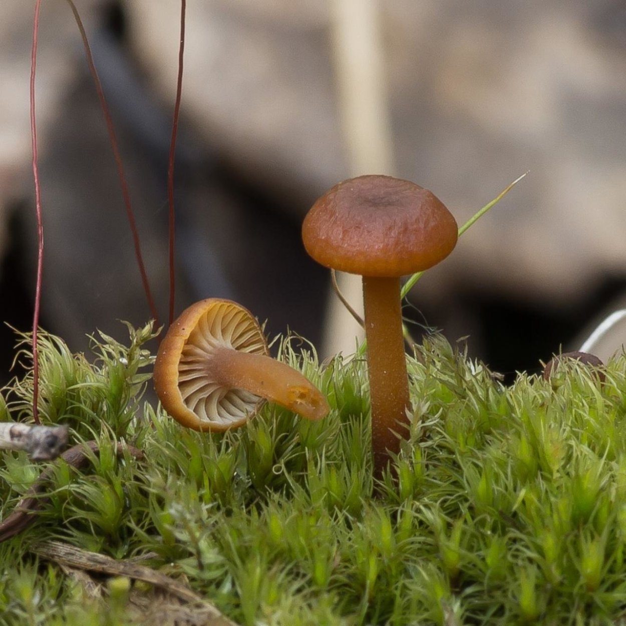 Съедобные грибы Южного Урала