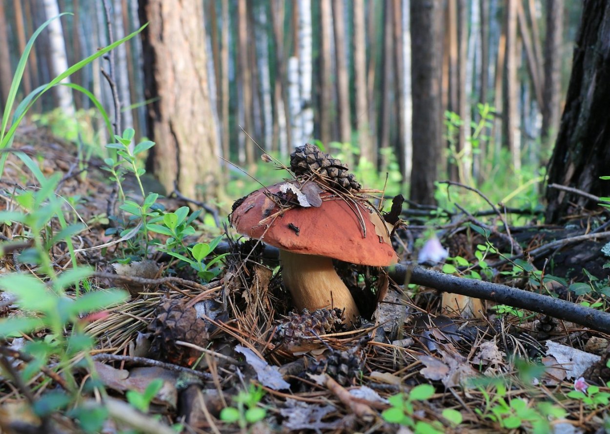 Грибы Южного Урала фото