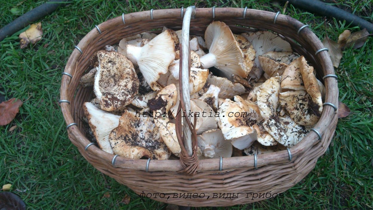 Осенние грибы Южного Урала фото и название