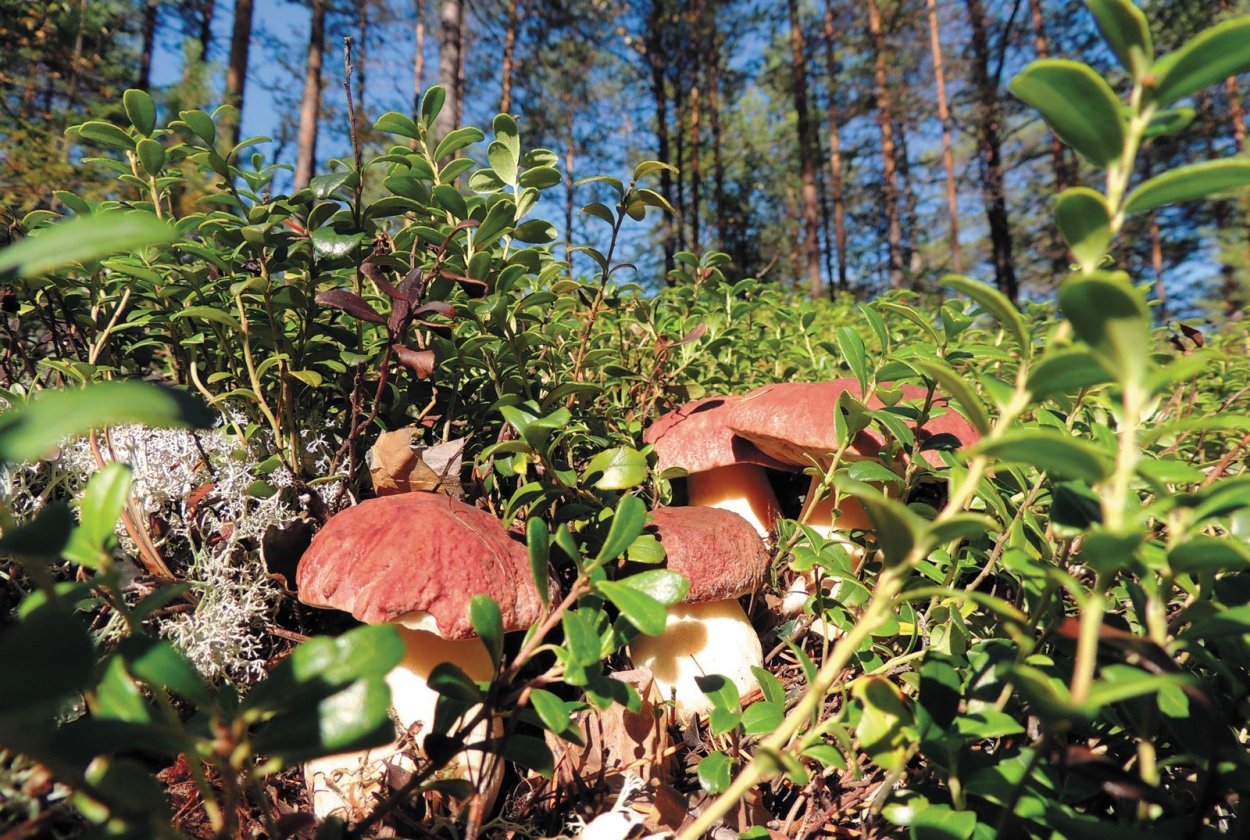 Природный заповедник "малая Сосьва"