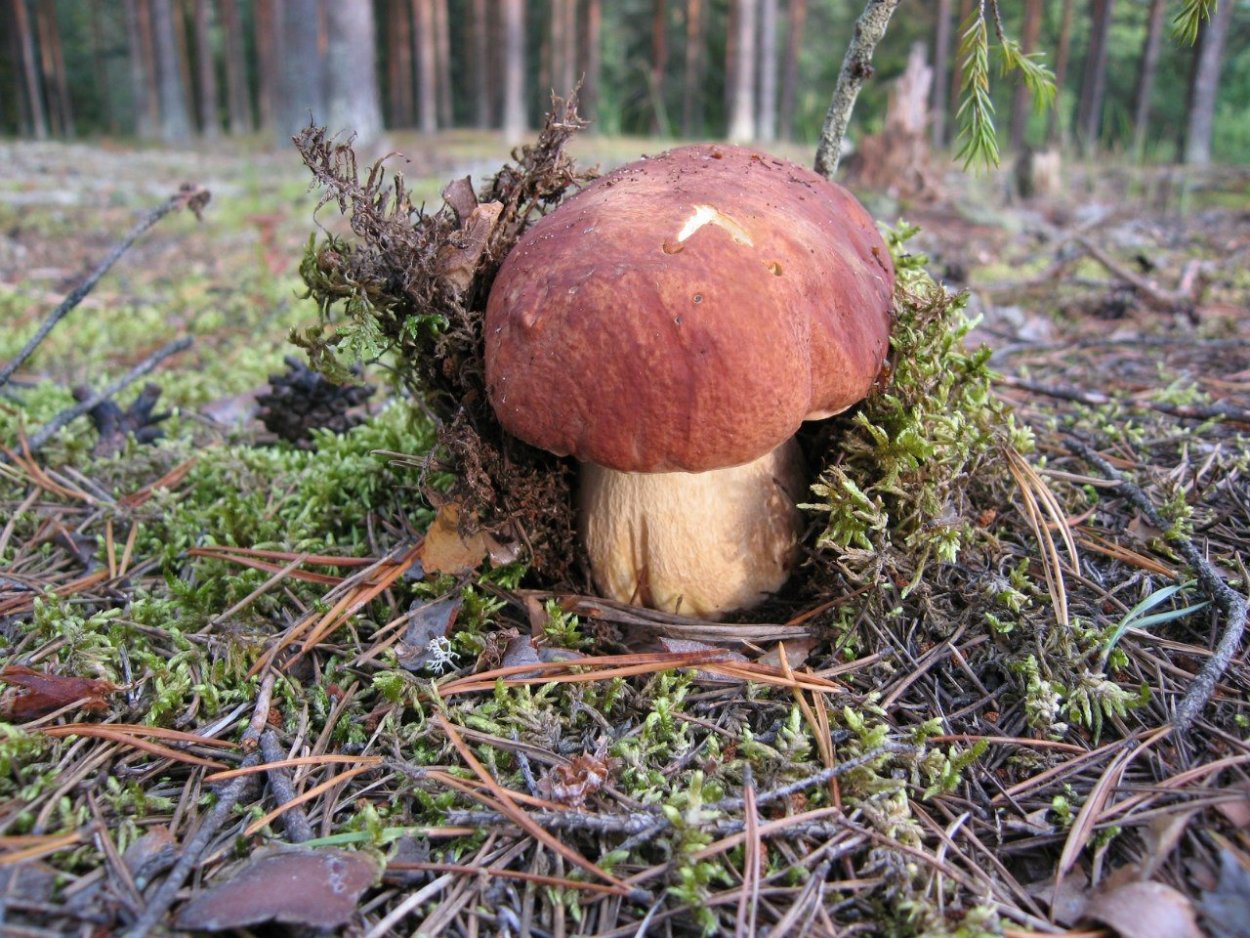 Белый гриб ХМАО