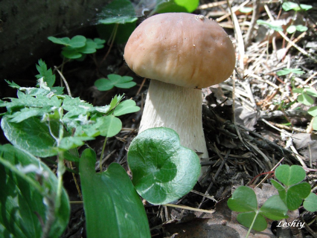 Грибы Южного Урала