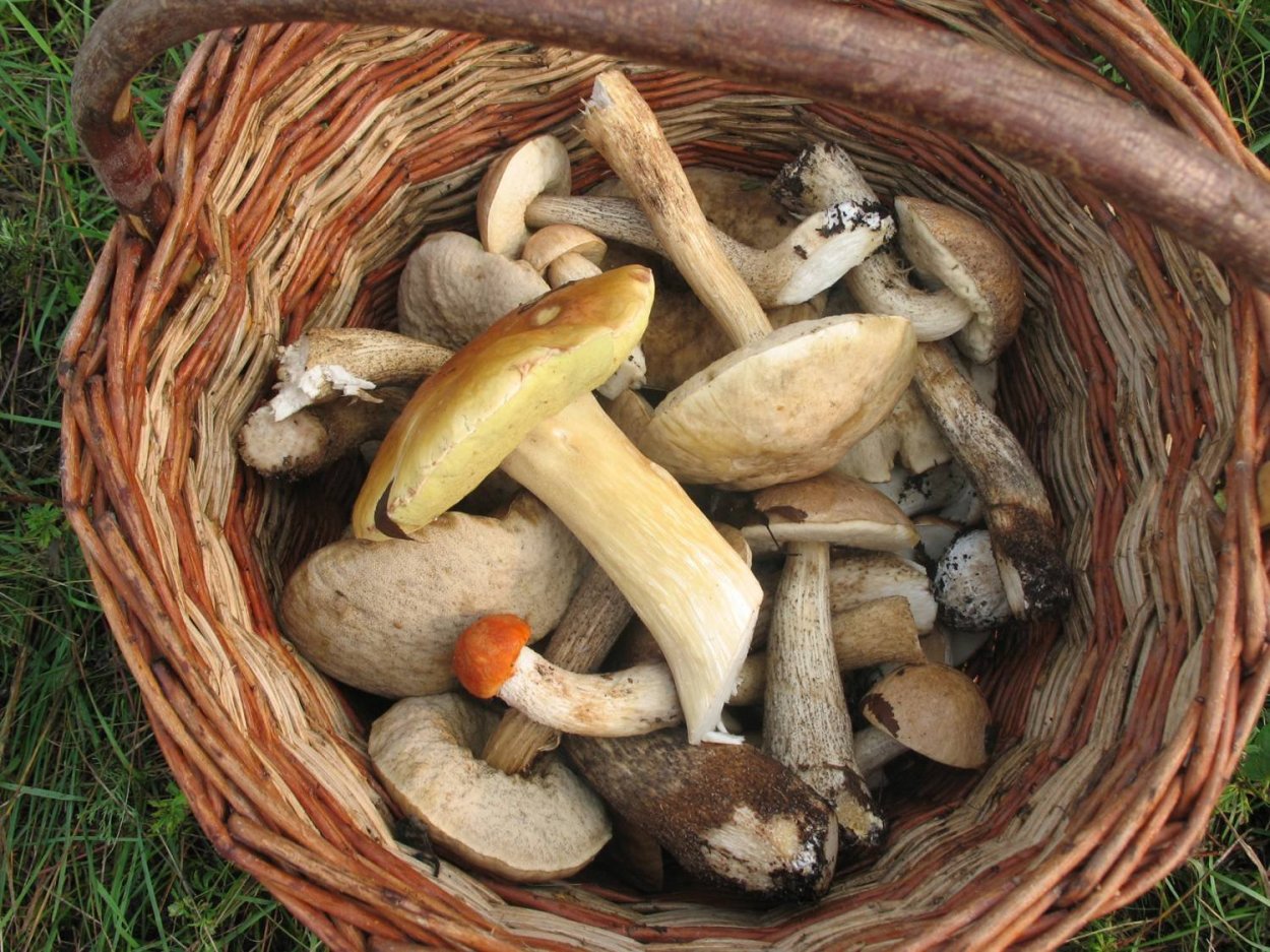 Съедобные грибы Урала
