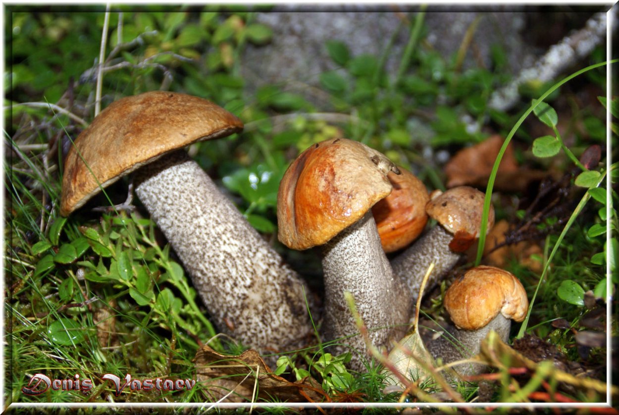 Маслята Южный Урал
