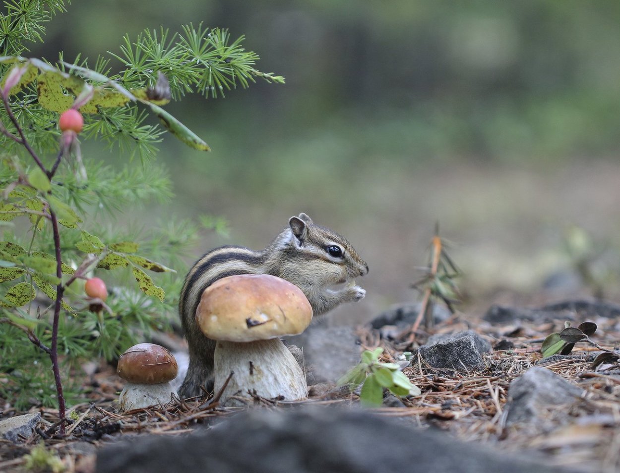 Грибы и животные