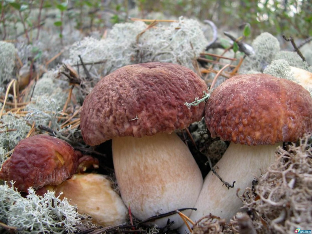 Грибы ЯНАО съедобные