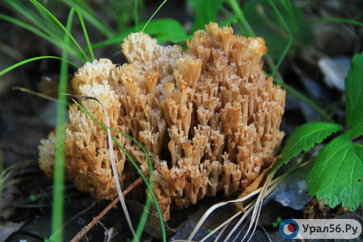 Съедобные грибы Оренбургской области