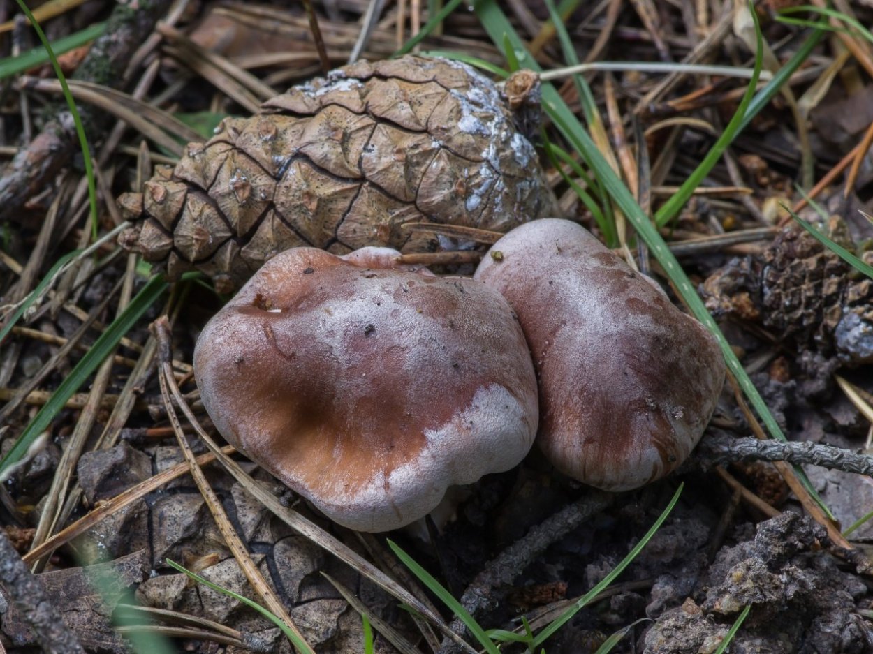 Съедобные грибы Южного Урала