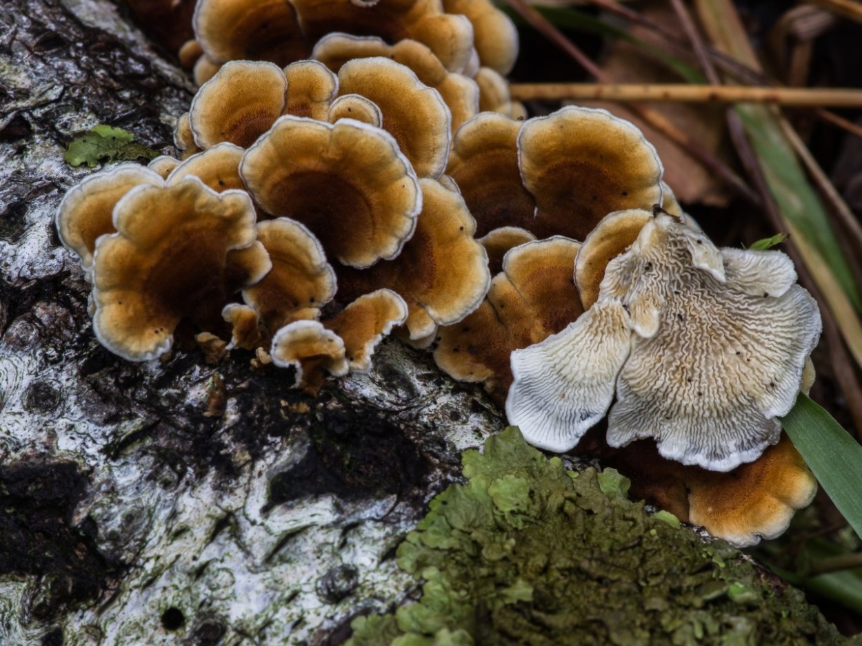 Съедобные грибы Южного Урала съедобные