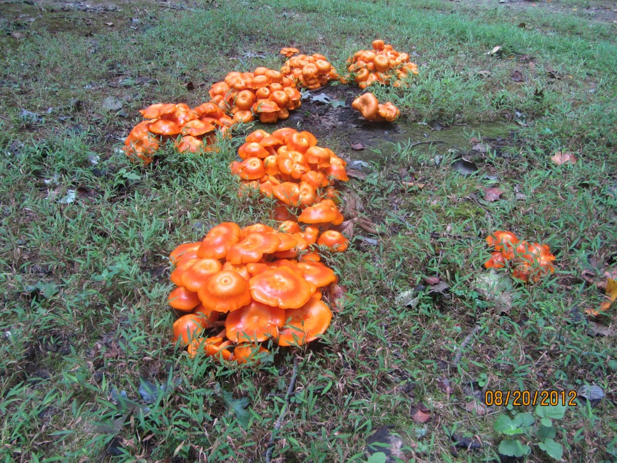Hygrocybe coccinea