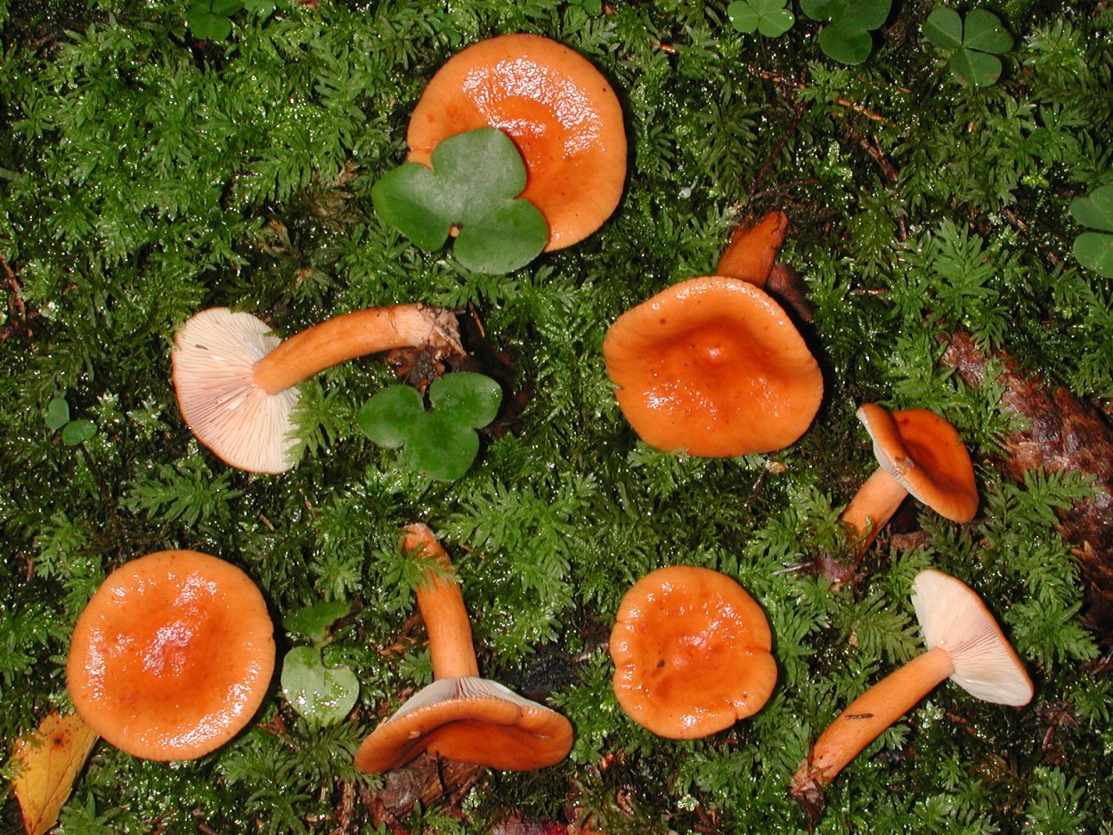 Гигроцибе киноварно-красная (Hygrocybe miniata)