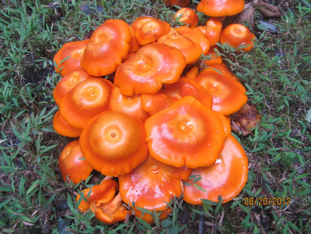 Hemitrichia calyculata