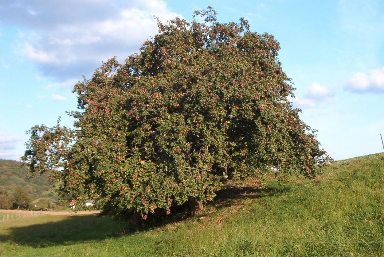 Яблоня дикая лесная