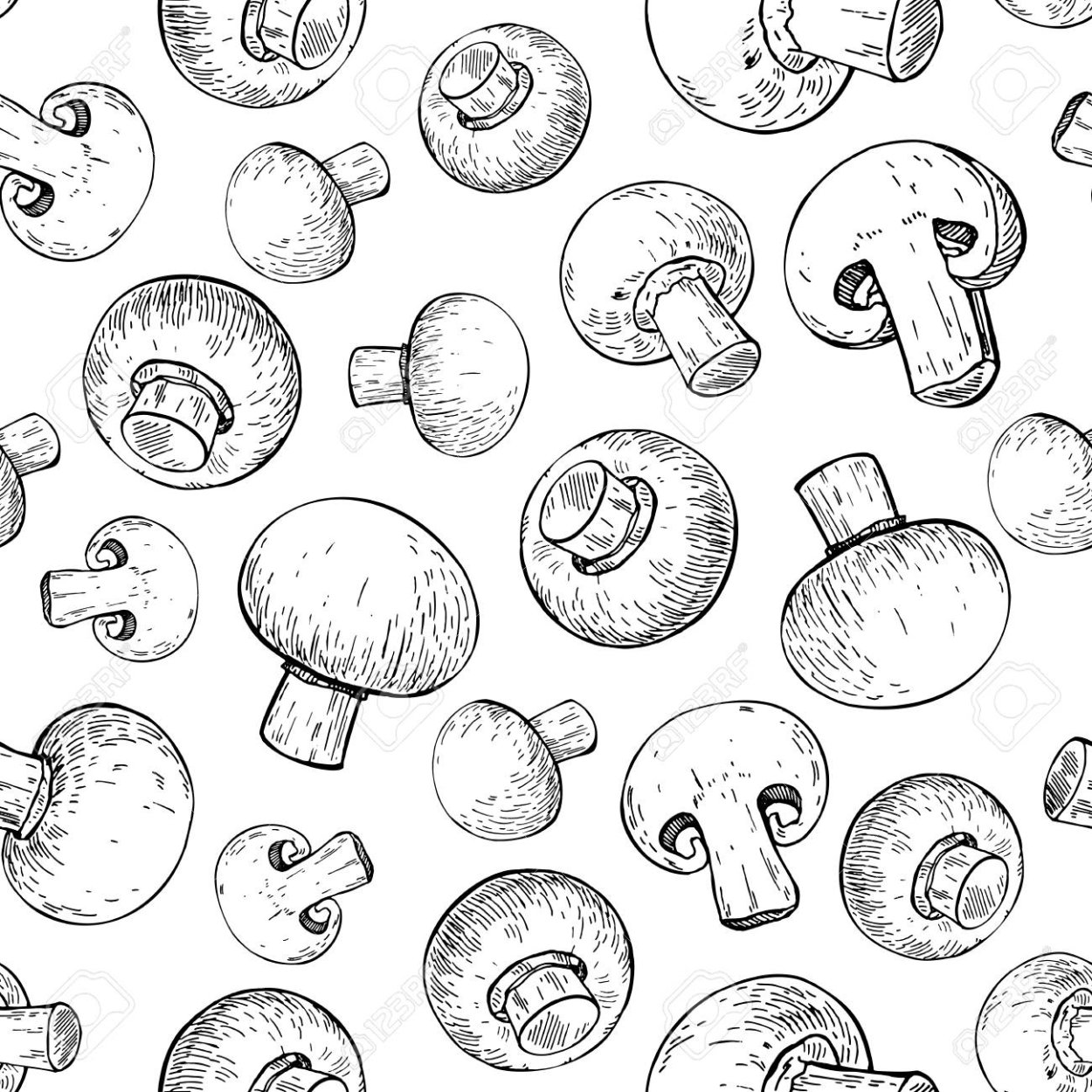 Шампиньоны в разрезе