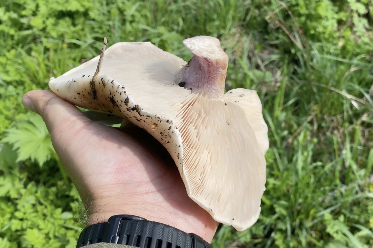 Рядовка лиловоногая Lepista personata