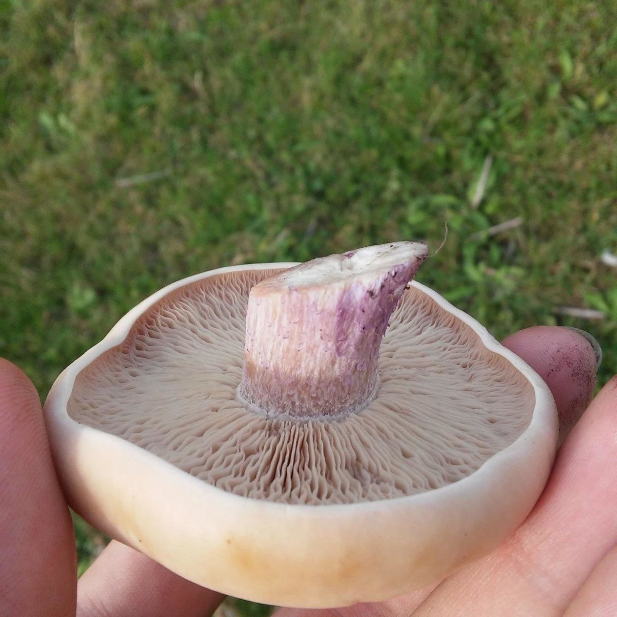 Синий гриб фото