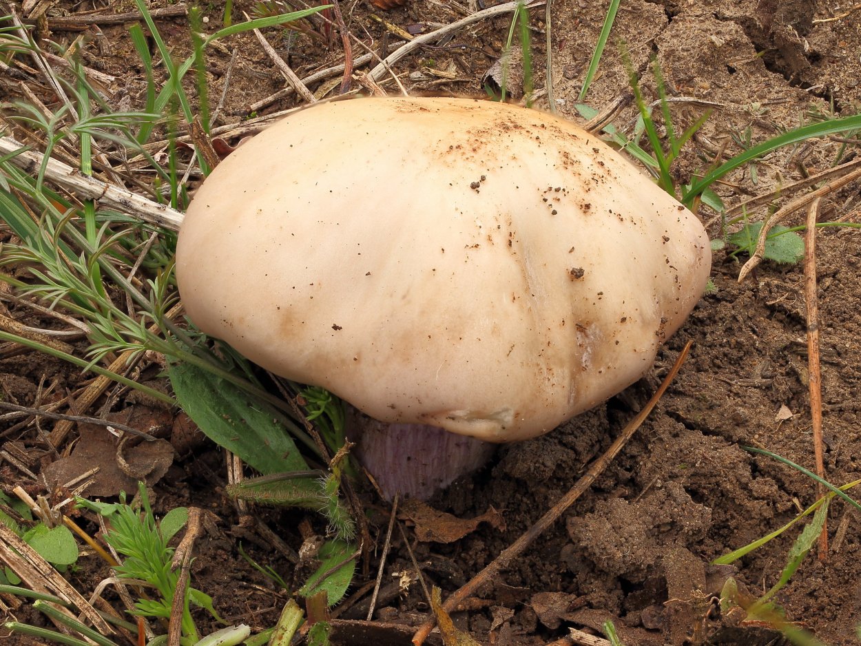 Грибы Тополевка синеножка