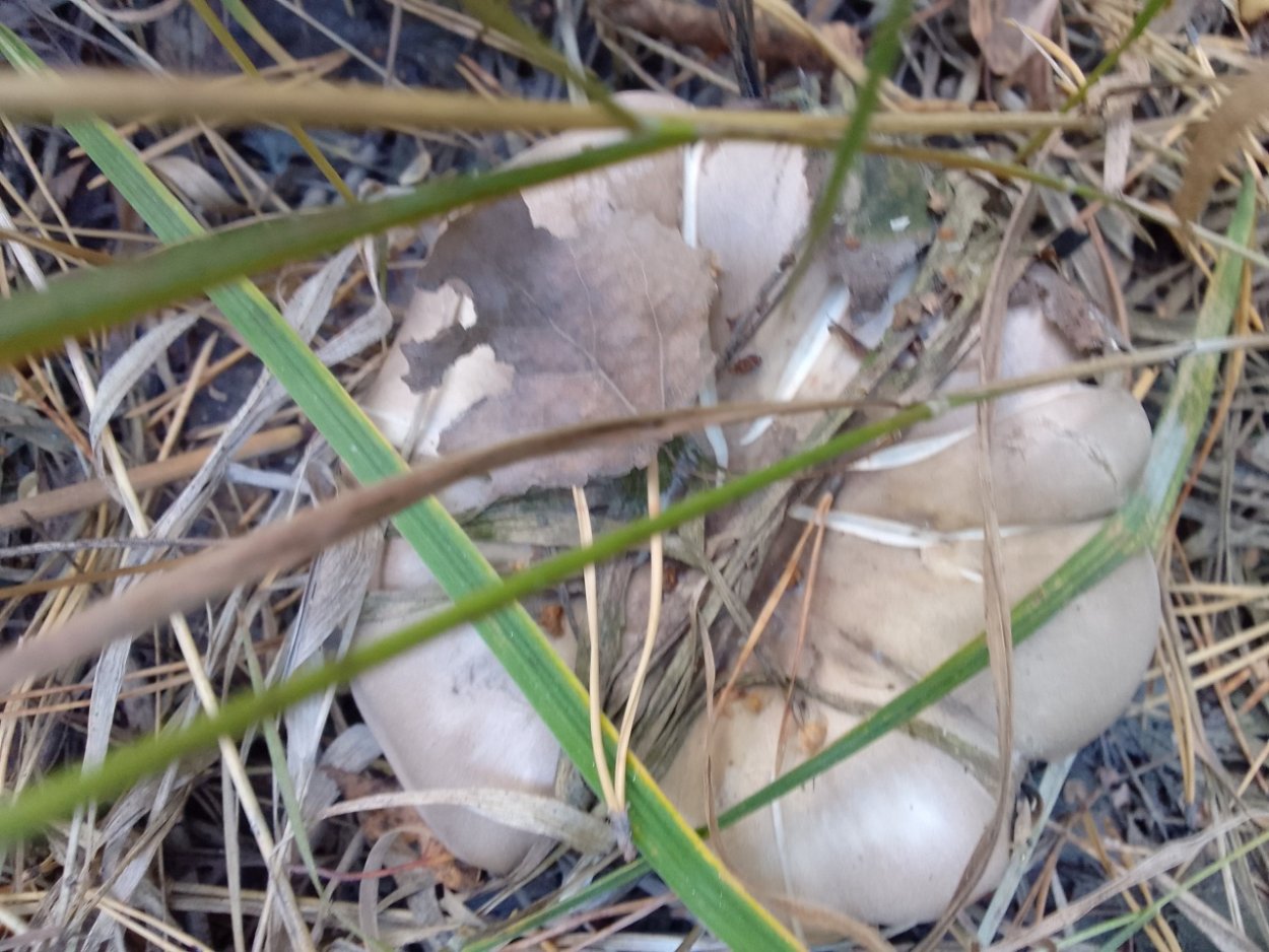 Текстура шляпки гриба