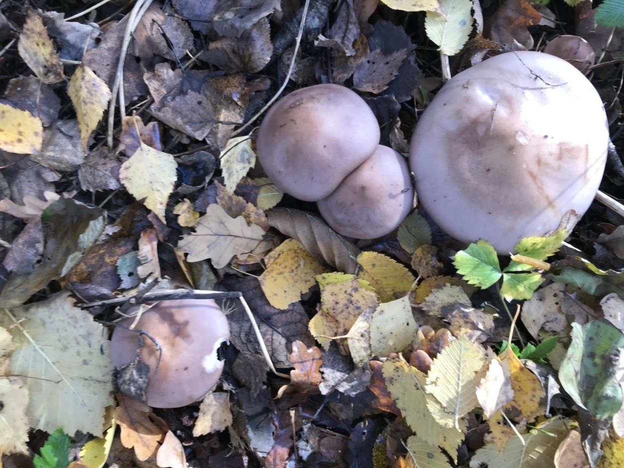 Гриб рядовка синеножка