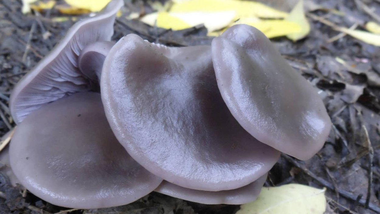 Синюшки грибы