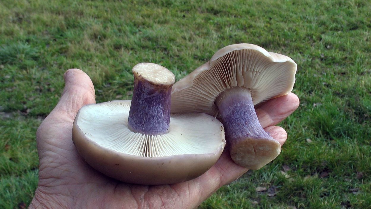 Рядовка синеножка