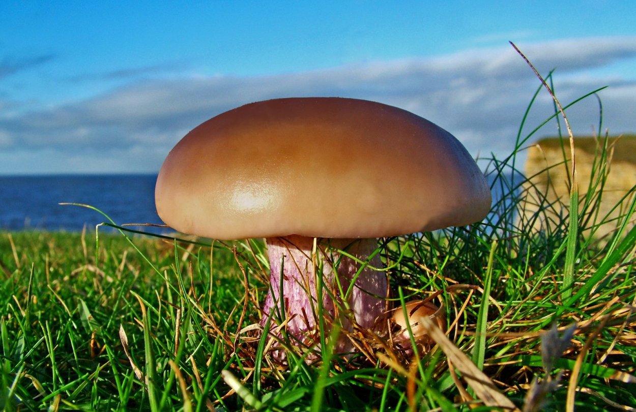 Рядовка лиловоногая Lepista personata