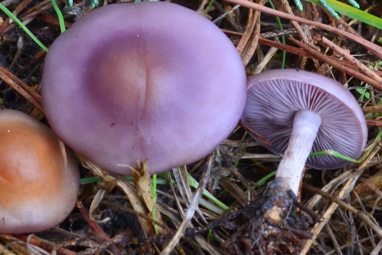 Рядовка фиолетовая съедобная