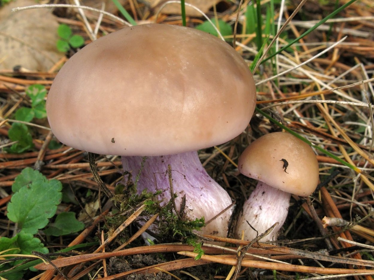 Рядовка синеножка