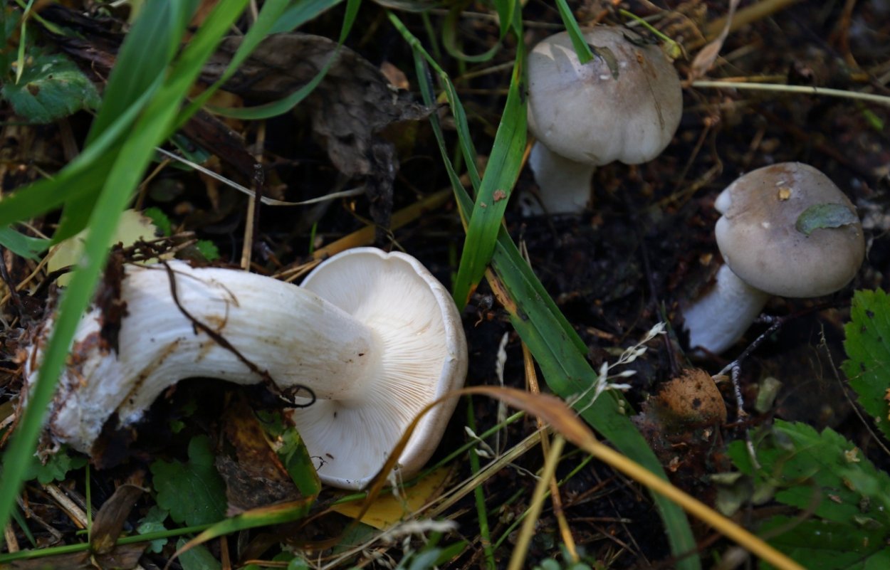 Рядовка синеножка