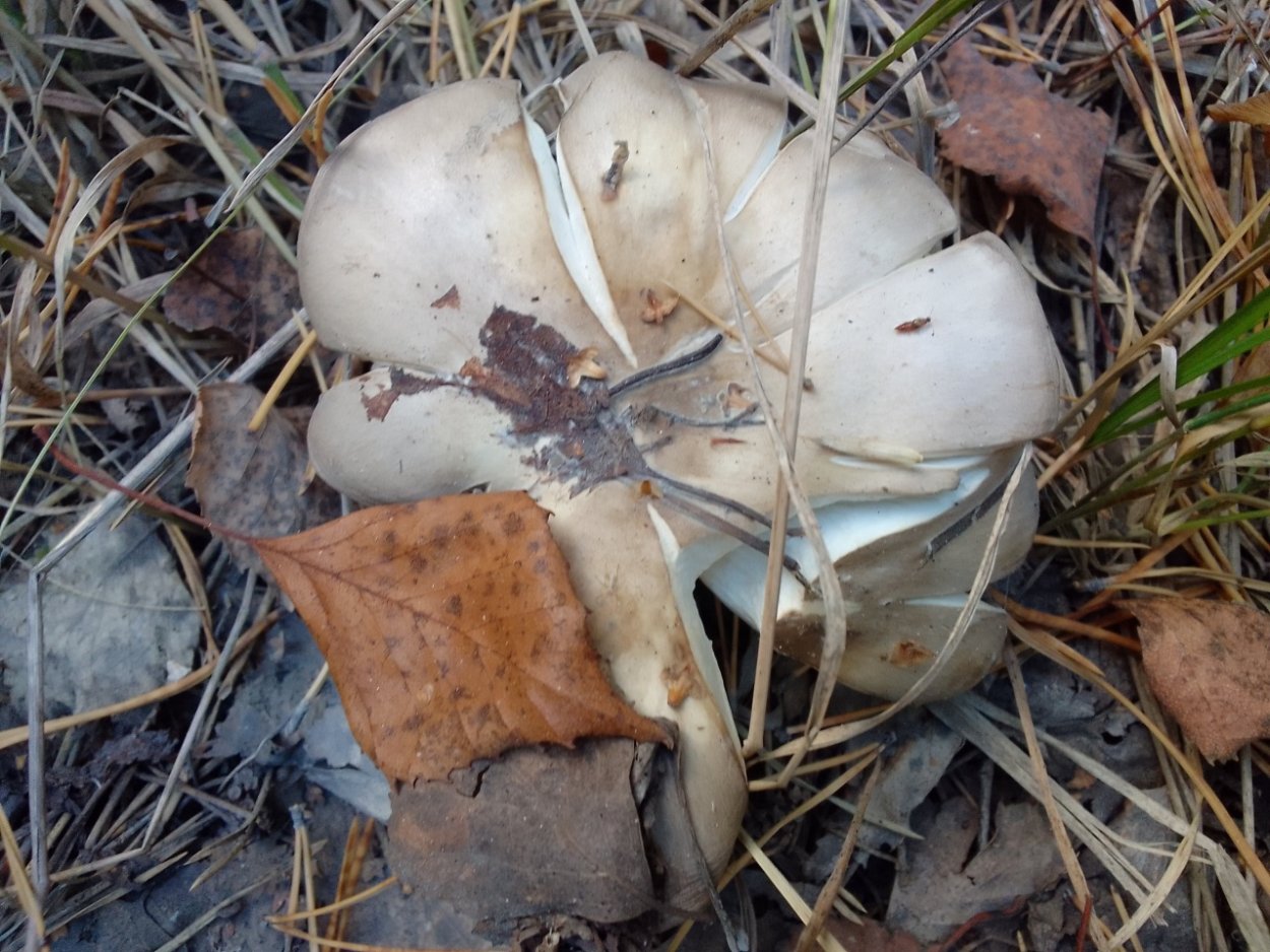 Грибы рядовки Синюшки