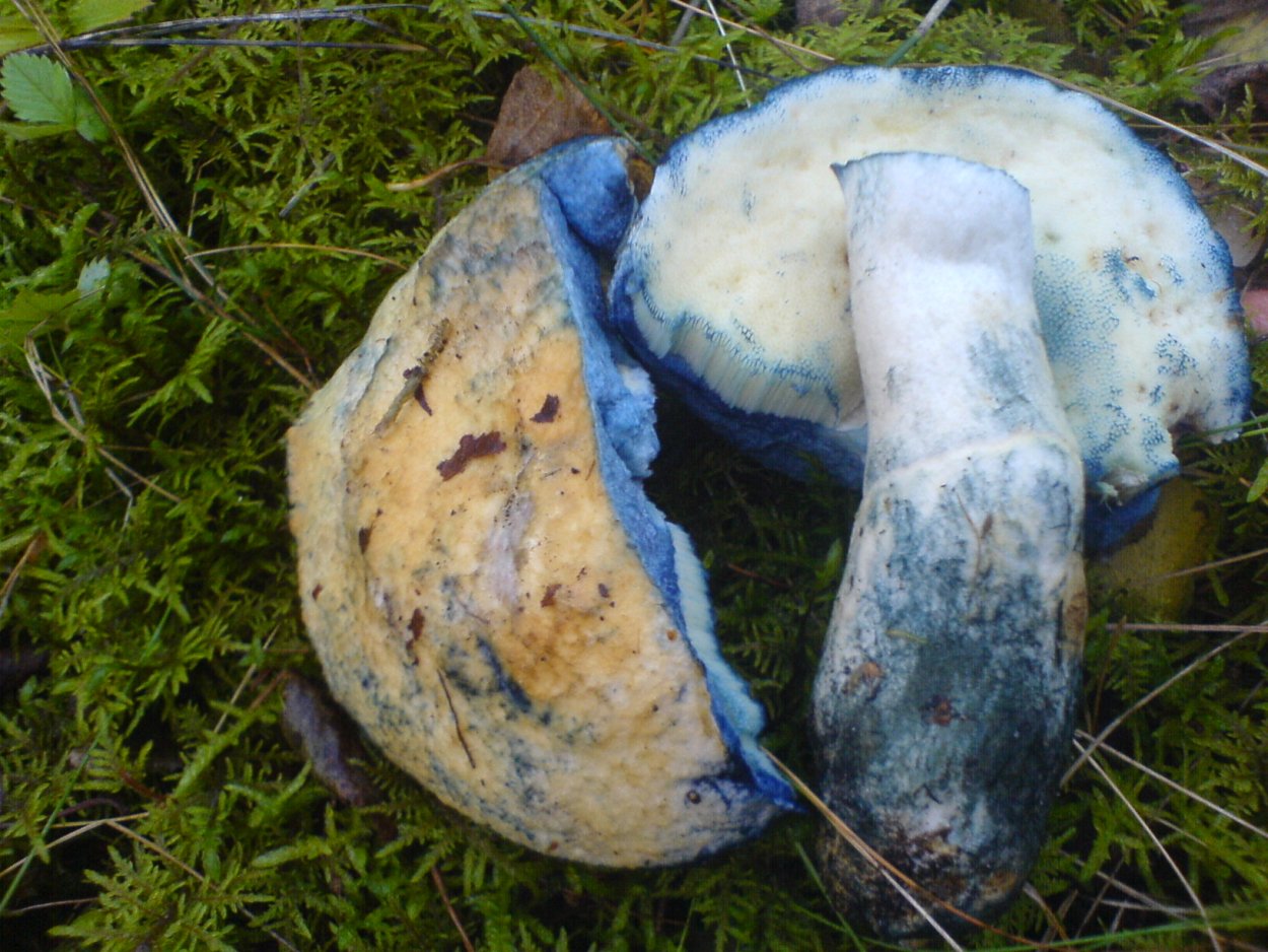 Чернопузики и шампиньоны