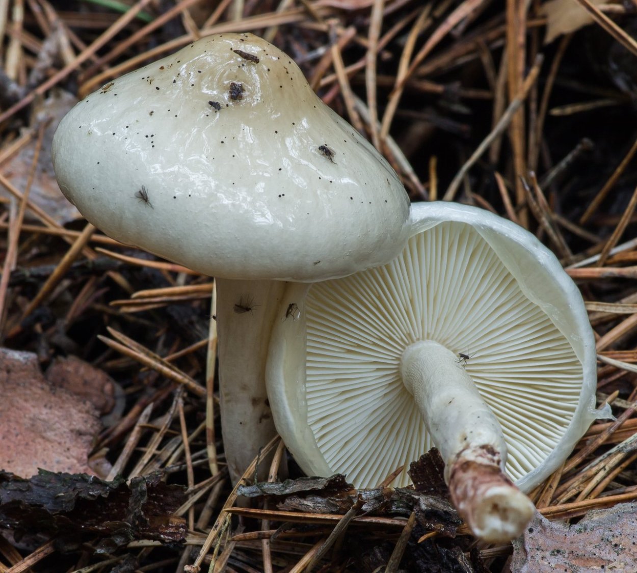 Гриб Лимацелла масленок