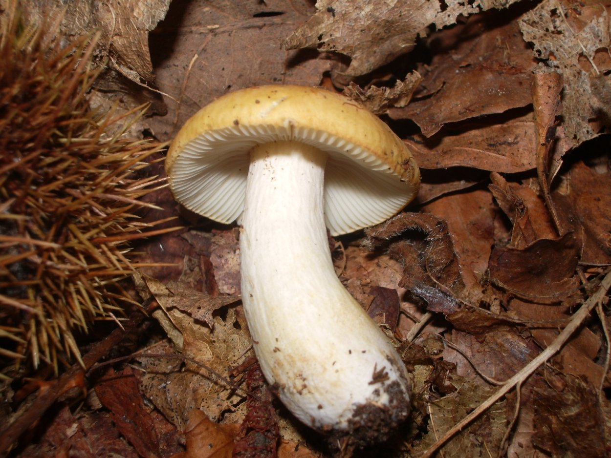 Сыроежка охристая Russula ochroleuca