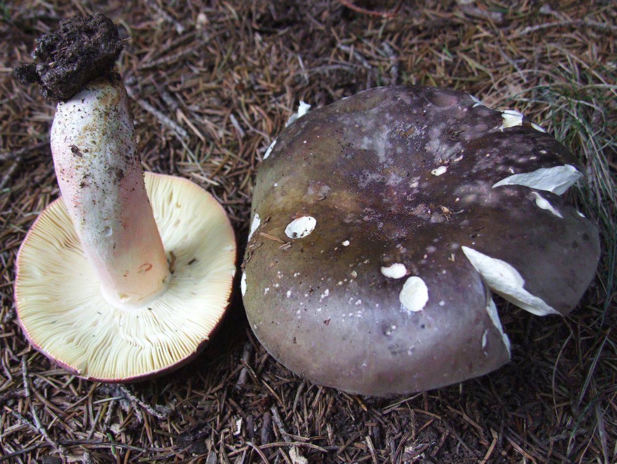 Гриб Russula cyanoxantha