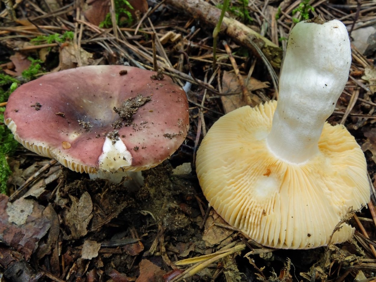 Russula Cessans