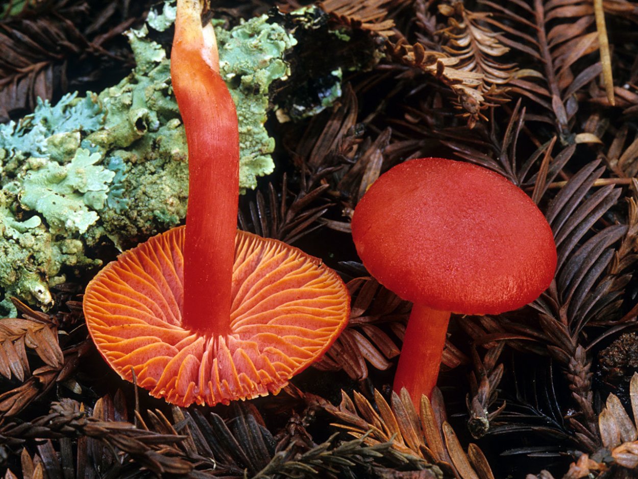 Hygrocybe coccinea