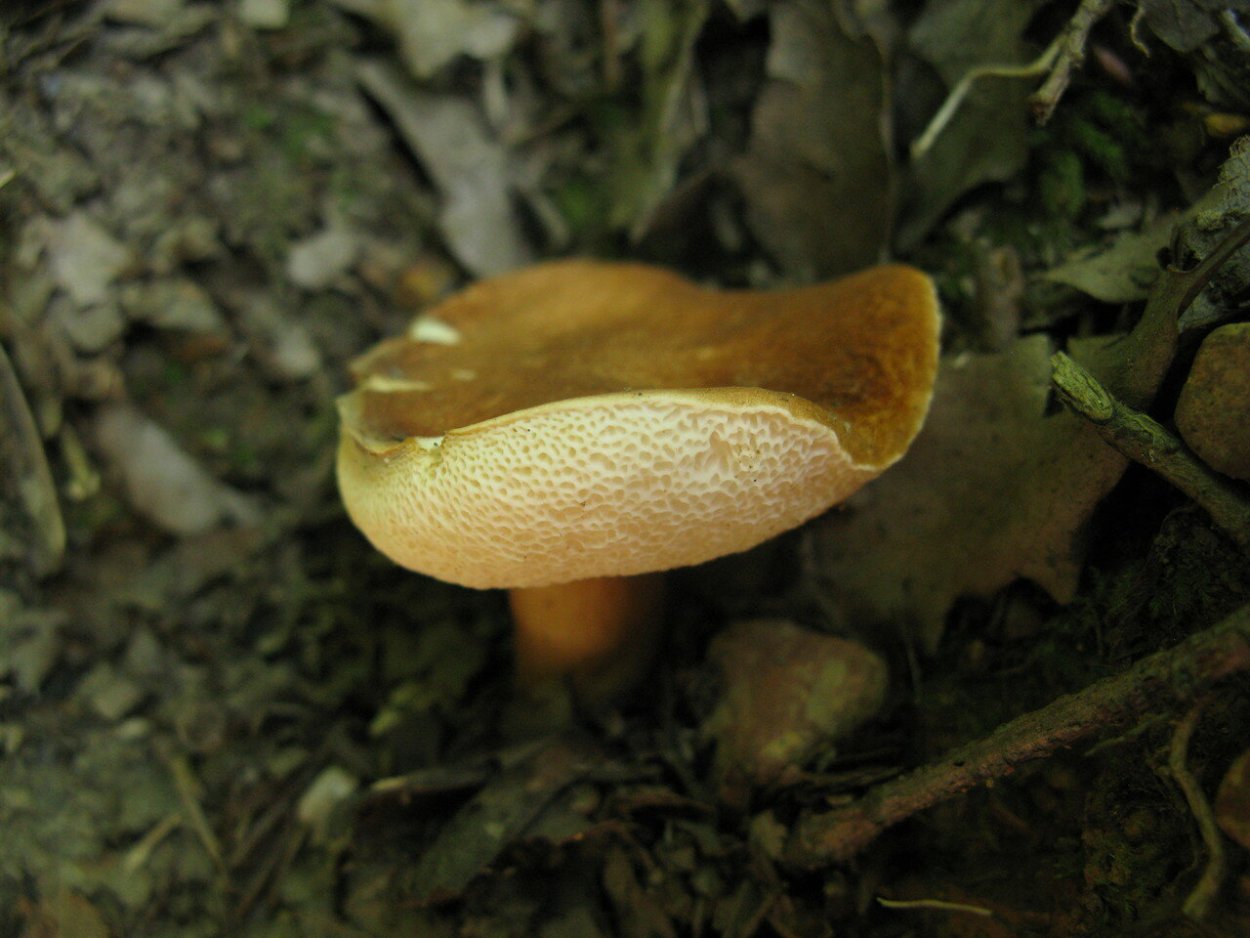 Polyporus brumalis
