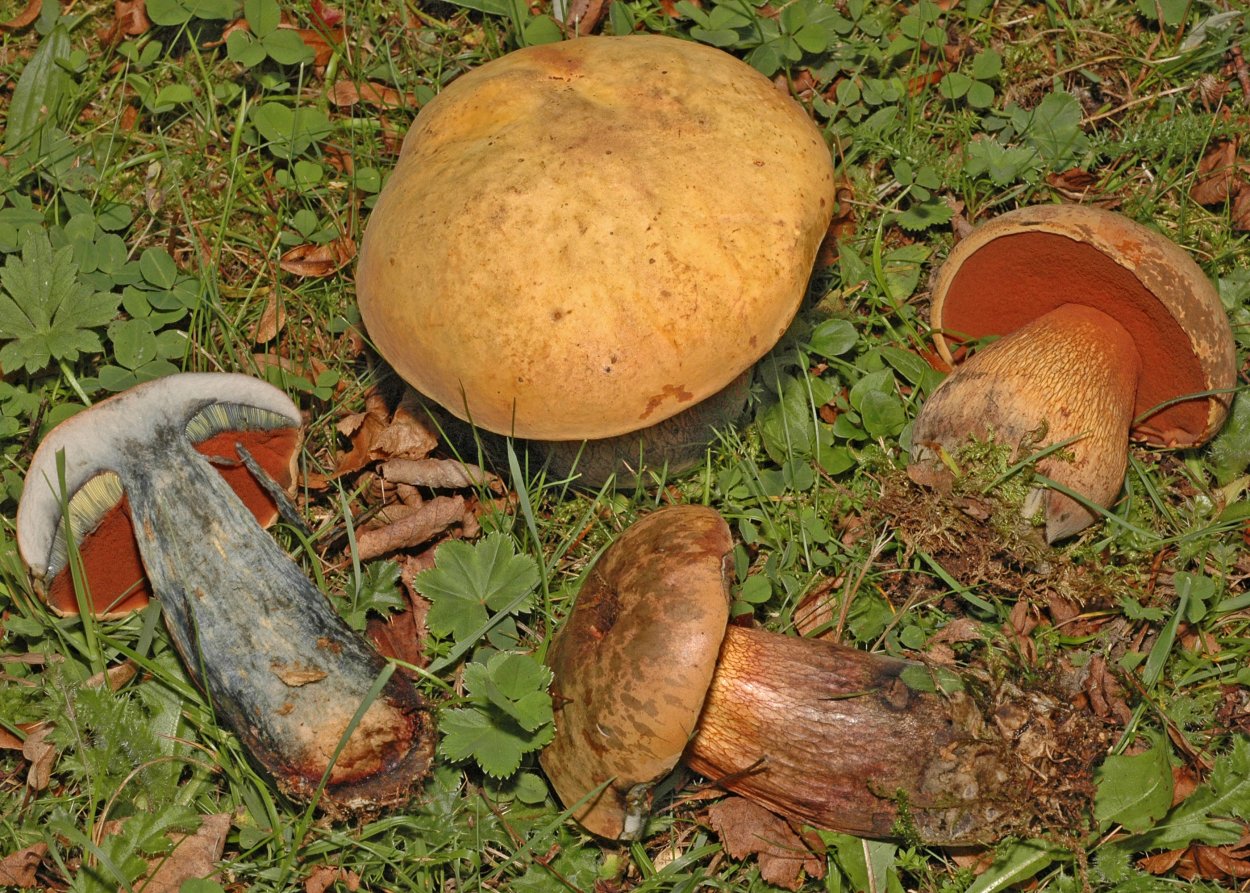 Боровик девичий (Boletus appendiculatus)
