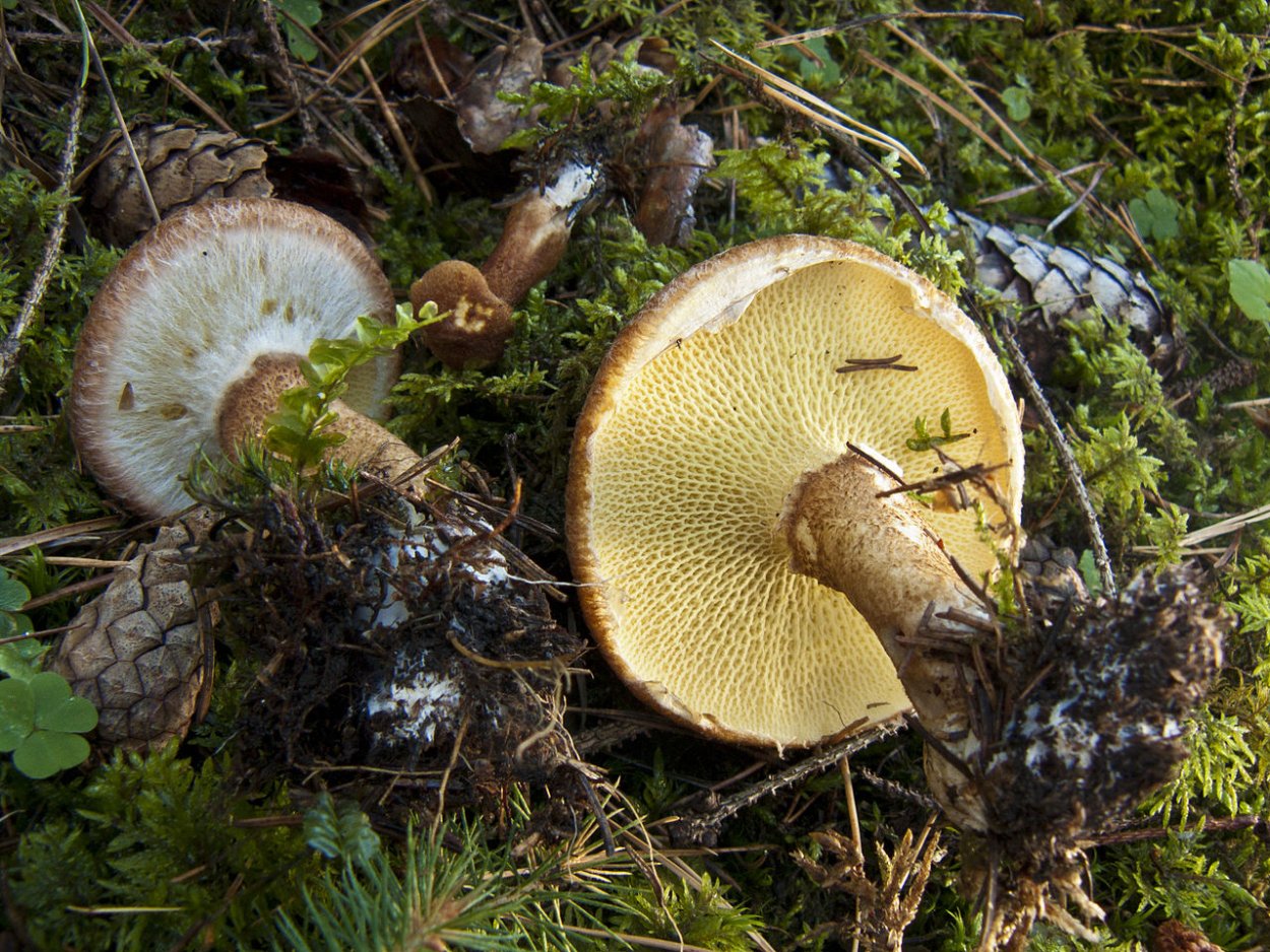 Боровик полубелый