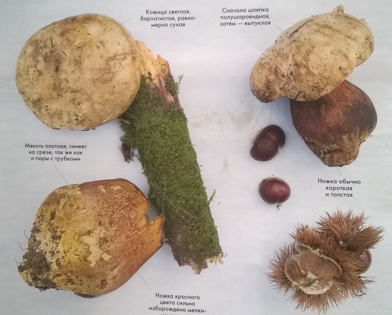 Масленок перечный (Chalciporus piperatus)