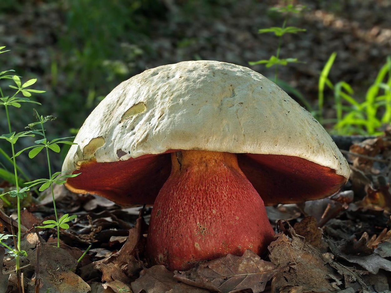 Грибы съедобные и несъедобные с названиями