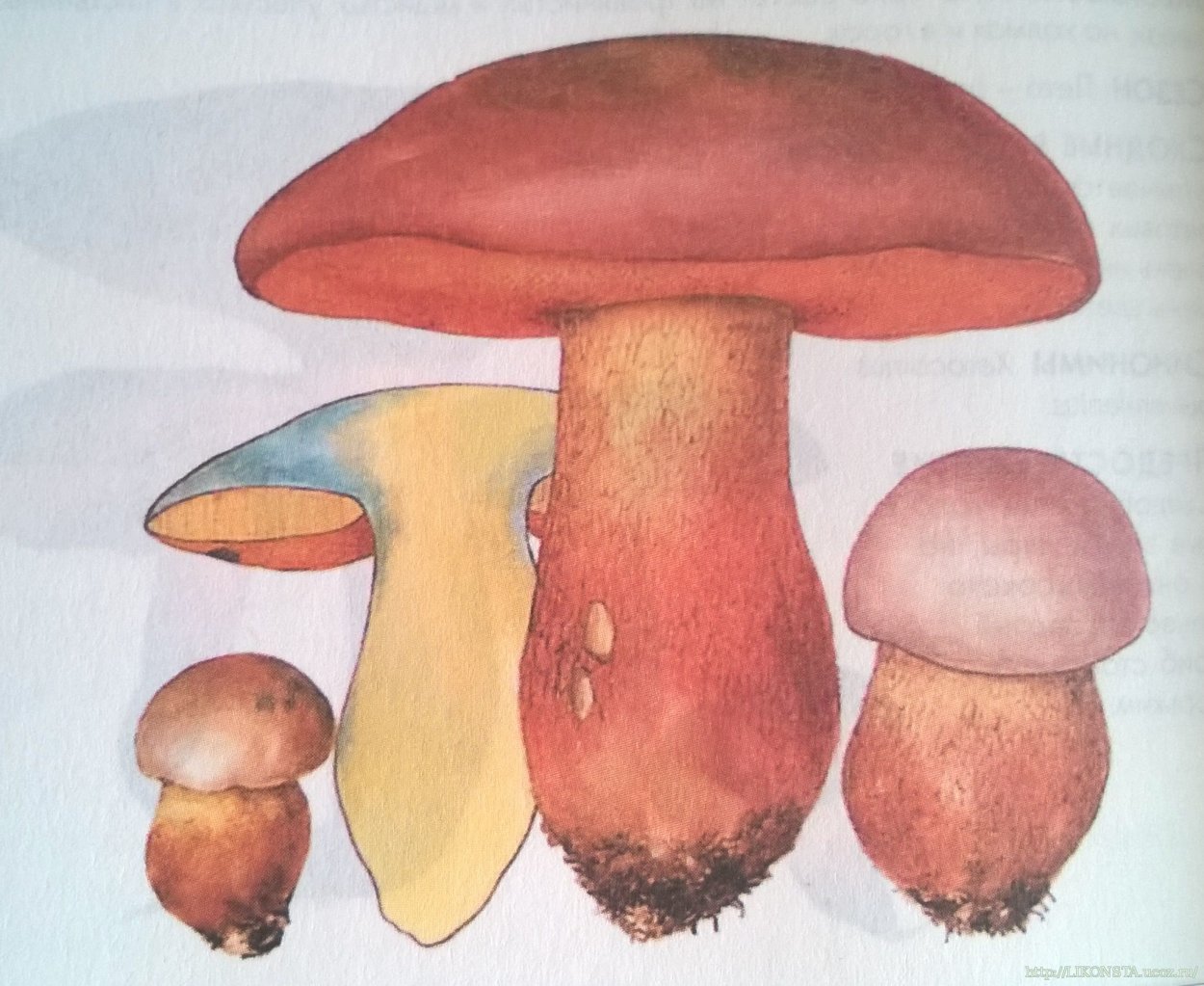 Боровик трубчатый