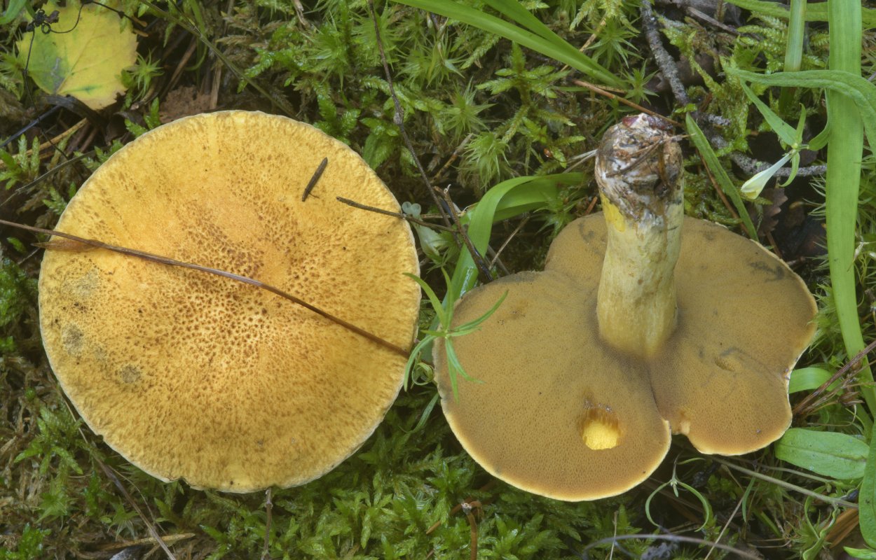 Болетинус полоножковый моховик полоножковый Boletinus cavipes