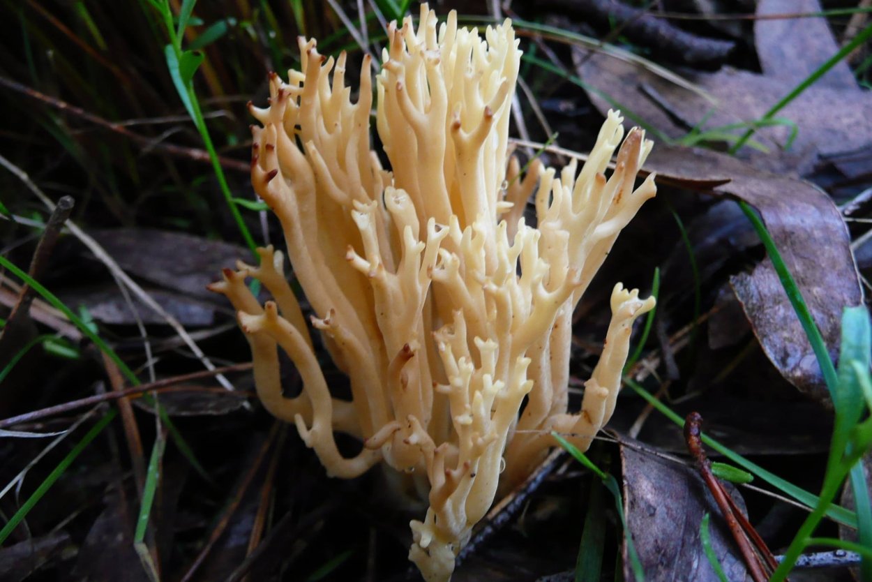 Ramaria Botrytis