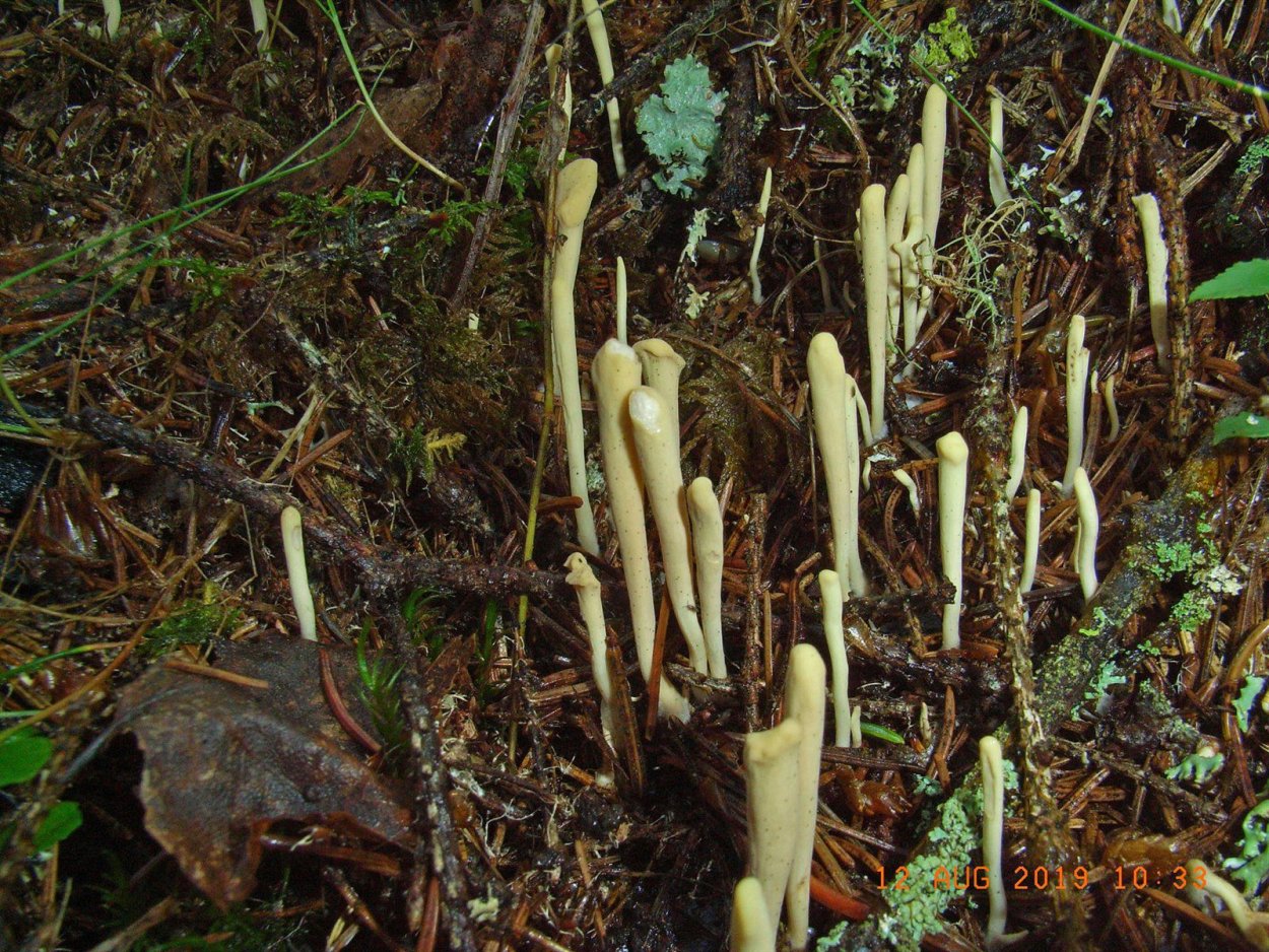 Гриб похожий на коралл