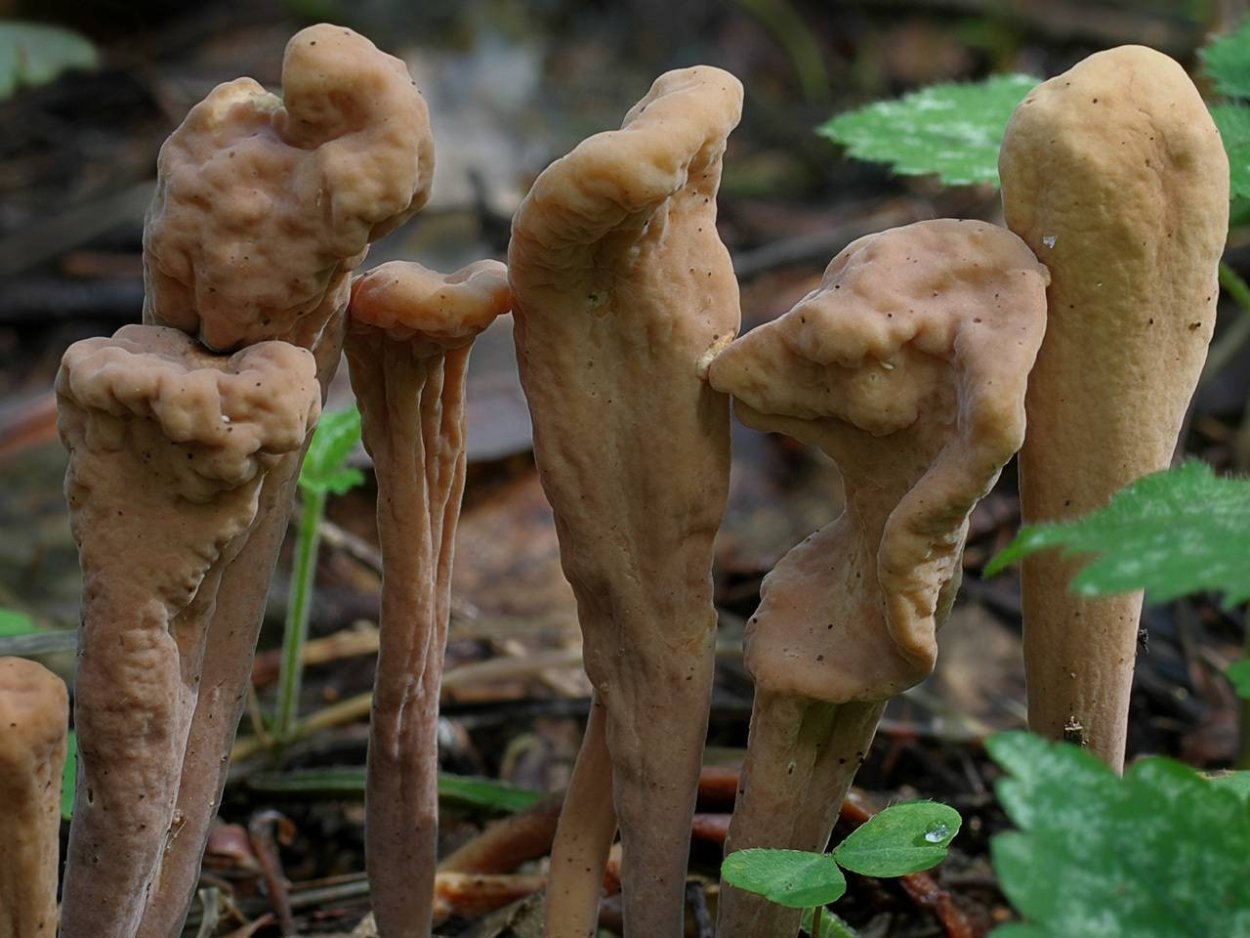 Рогатик прямой (Ramaria stricta).