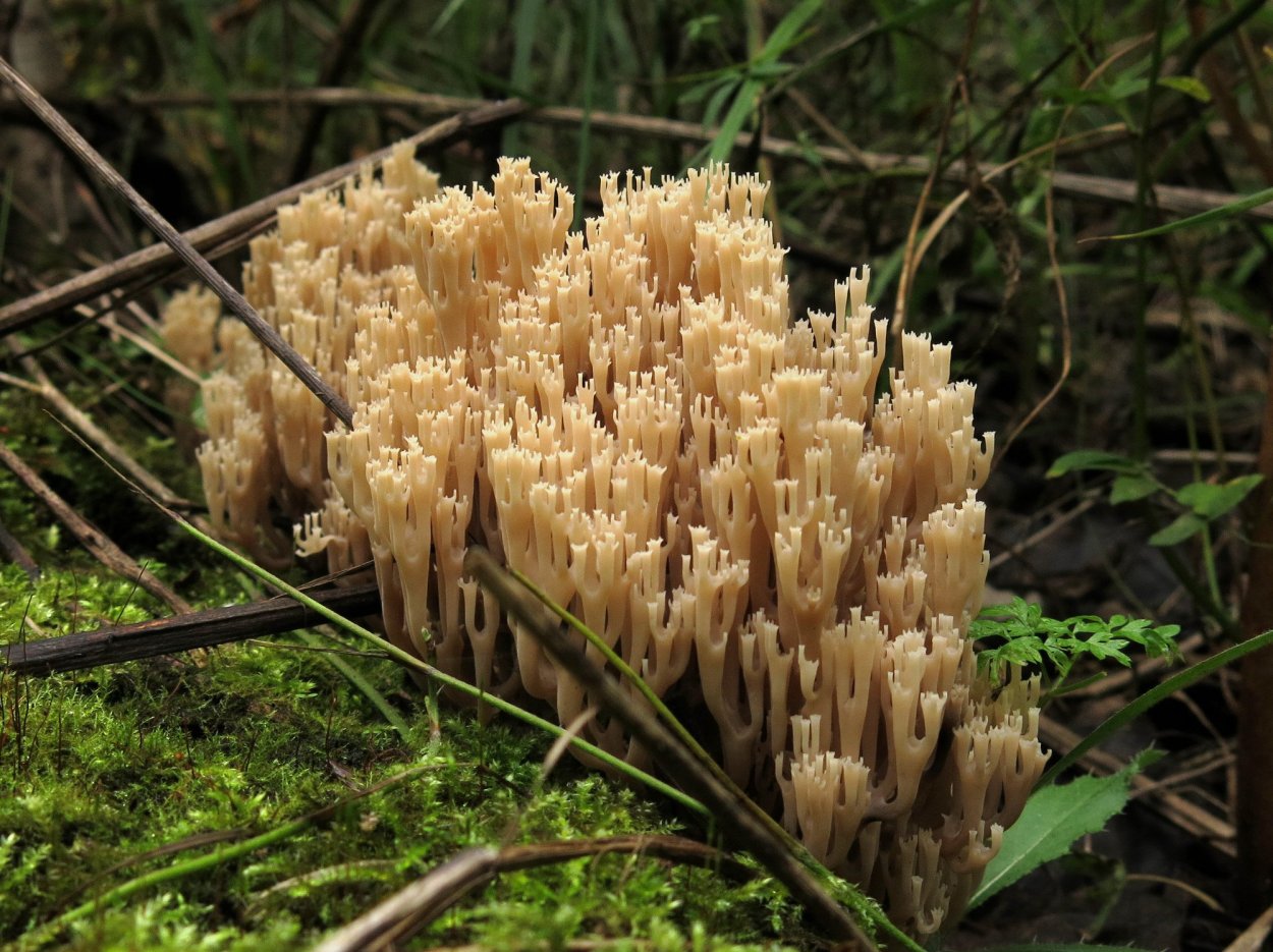 Рамария обыкновенная