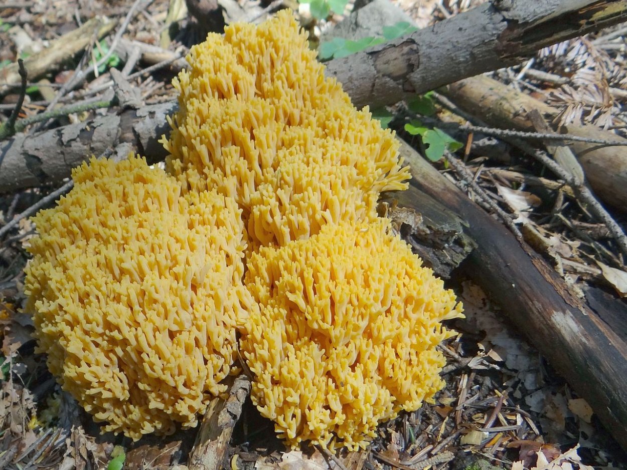 Гриб Флава Рамария