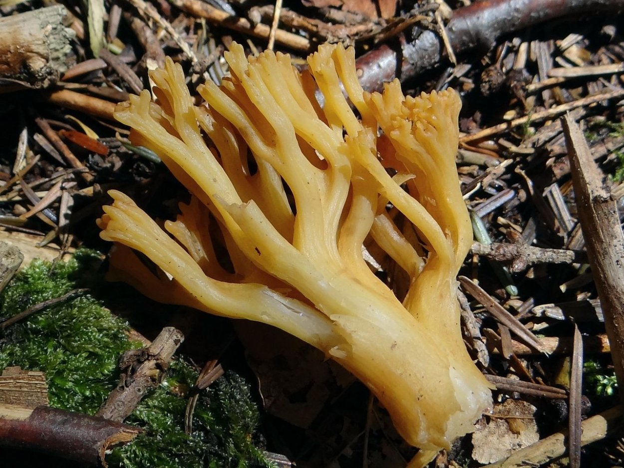 Гриб Рогатик пестиковый